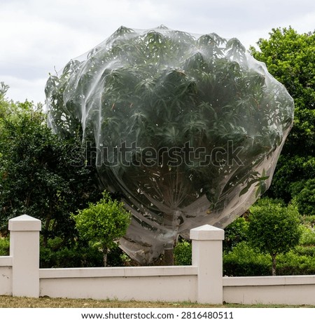 A suburban mango tree is covered in netting to keep the vermin off the fruit 