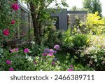 Suburban messy bedhead garden in Pinner, greater London UK, with wide variety of colourful flowers in the foreground. Eco garden studio with black and cedar cladding and green roof behind.