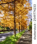 Suburban residential area: Autumn leaves on a road