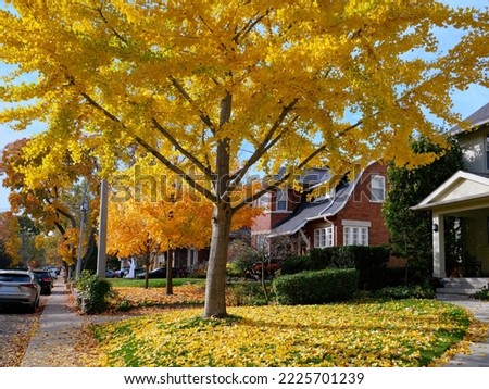 Suburban residential street with a row of Norway maple trees in beautiful golden yellow fall colors