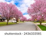 A suburban tree lined street with rows of Pink Flowering Dogwood trees at Spring, in the city of Coeur d