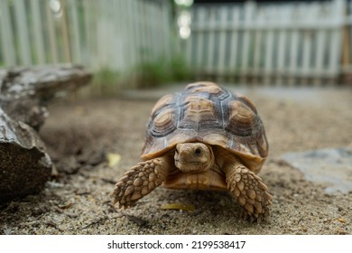 Sucata Tortoise On Ground Stock Photo 2199538417 | Shutterstock