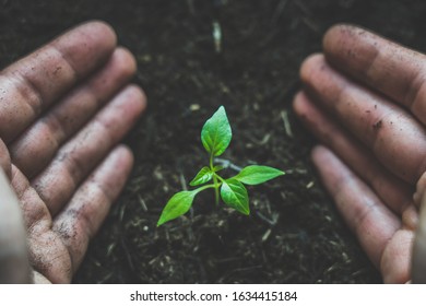 success grows in your hand