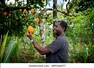 Successful african businessman looks satisfied at a cocoa bean from his plantation. 
