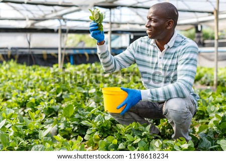 Successful African-American farmer working in greenhouse, engaged in cultivation of organic Malabar spinach

