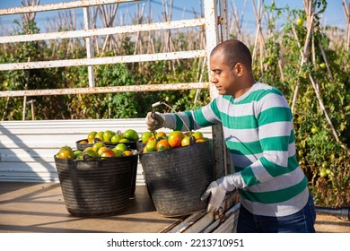 Successful Hispanic Gardener Engaged In Cultivation Of Organic Vegetables Loading Buckets With Freshly Picked Tomatoes In Truck. Autumn Harvest