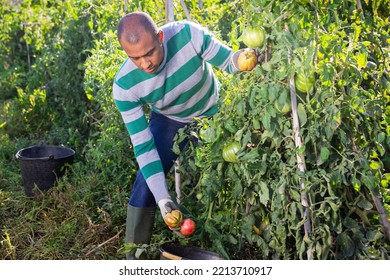 Successful Hispanic Gardener Harvesting Crop Of Ripe Tomatoes In Vegetable Garden On Autumn Day