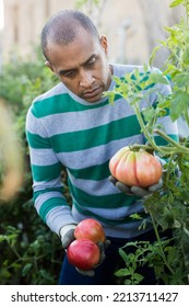 Successful Hispanic Gardener Harvesting Crop Of Ripe Tomatoes In Vegetable Garden On Autumn Day