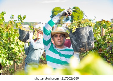 Successful Hispanic Man Owner Of Vineyard Harvesting Ripe White Grapes In Sunny Autumn Day, Pouring Crop From Bucket In Truck.