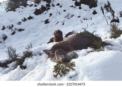 the successful hunt of a red deer female in the fresh snow on the mountains at a sunny morning, the lying hunting dog, a pudelpointer, in the background 