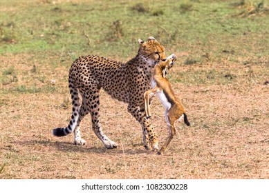 206 Cheetah chasing antelope Images, Stock Photos & Vectors | Shutterstock