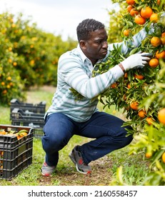 Successful Male Owner Of Citrus Farm Gathering Harvest Of Ripe Mandarins ..