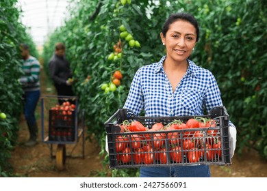 Successful peruvian female gardener working in greenhouse, stacking plastic boxes with freshly gathered red tomatoes.. - Powered by Shutterstock