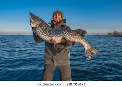Successful pike fishing. Happy fisherman hold huge muskie fish - Shutterstock ID 2187313471