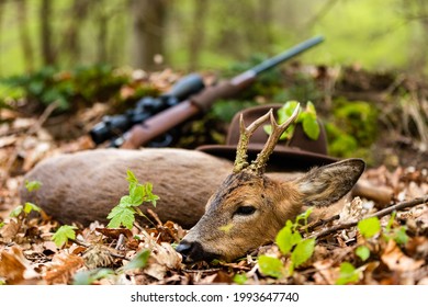 A successful Roe buck hunting
