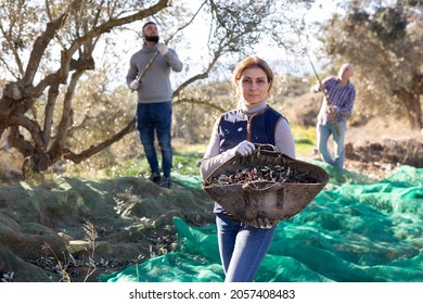 Successful woman olives grower showing basket with ripe harvest on family farm on sunny autumn day - Powered by Shutterstock