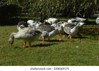 Succession Of White And Brown Geese