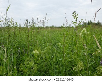 Succession, xerosium. North hayfields derelict 25 years ago. Cereals:reed grass (Calamagrostis arundinacea), canary grass (Phalaris canariensis), hoary pepperwort (Lepidium draba), Sow thistle dominat