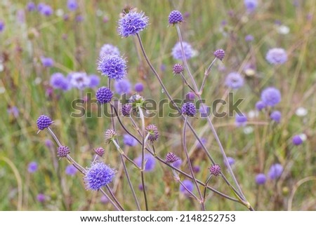 Succisa pratensis or devils-bit scabious close up of blue flower