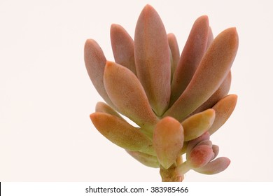 South African Succulent Plants High Res Stock Images Shutterstock