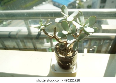 Succulent