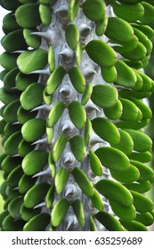 Succulent