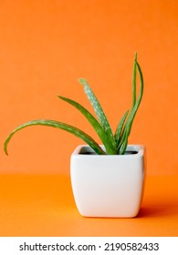 Succulent Aloe Vera Plant On White Pot Isolated On Bright Orange Background By Front View. Vertical Mock Up, Copy Space, Close Up