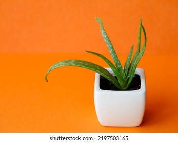 Succulent Aloe Vera Plant On White Pot Isolated On Bright Orange Background By Front View. Horizontal Mock Up, Copy Space, Close Up, Top View