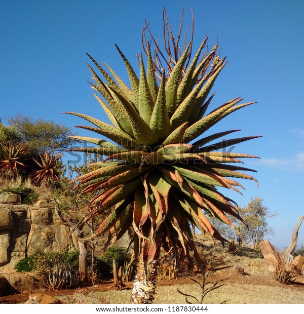 Succulent Aloe Vera Plant South Africa Stock Photo Edit Now