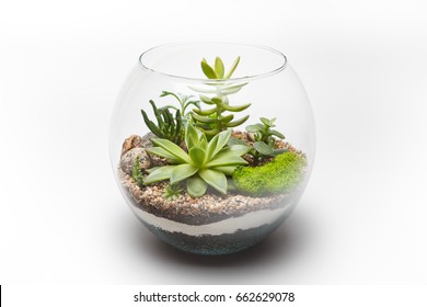 Succulent arrangement in a glass vase (terrarium)