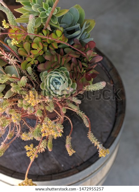 Succulent Arrangement On Top Decorative Wine Stock Image