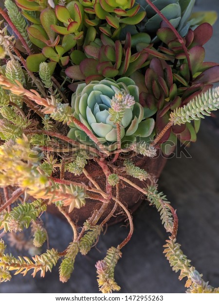 Succulent Arrangement On Top Decorative Wine Stock Photo Edit Now