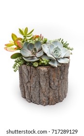 Succulent Arrangement In A Tree Trunk Pot