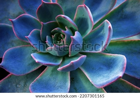 Succulent cactus background. Close up of teal and purple succulent cactus leaves texture wallpaper. Printable wall art. Selective focus.