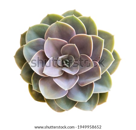 Succulent cactus flower tropical plant top view isolated on white background, clipping path included