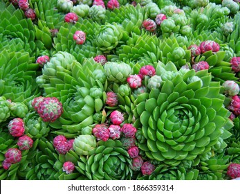 Pink Cactus Flower Images Stock Photos Vectors Shutterstock