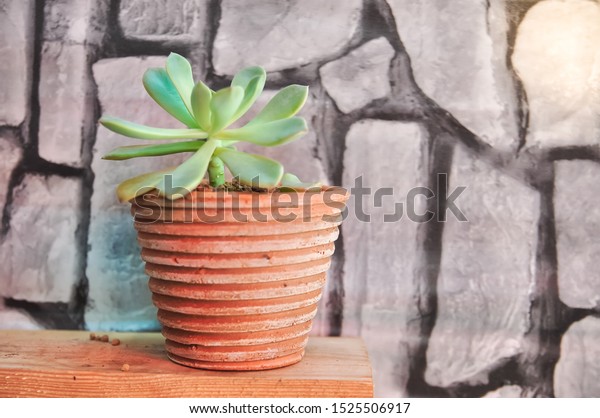 Succulent Cactus Planted Small Clay Pot Stock Photo Edit Now