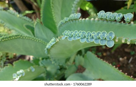 58,209 Green Things Images, Stock Photos & Vectors | Shutterstock