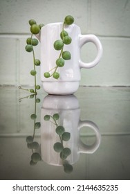 Succulent In Ceramic Planter With Reflection