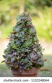 Succulent Christmas Tree