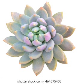 390,380 Succulents white background Images, Stock Photos & Vectors ...