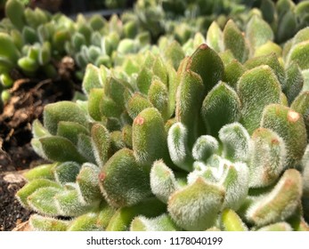 Succulent close up