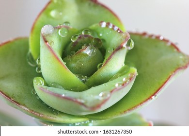 Succulent (Crassula Ivory Tower) With Water Droplets - Macro Image.