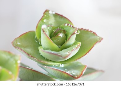 Succulent (Crassula Ivory Tower) With Water Droplets - Macro Image.