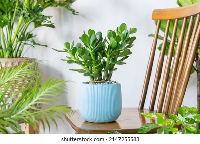 Succulent Crassula ovata (Crassula portulacea) planted in a ceramic pots decoration in the living room. Houseplant care concept. Indoor plants. Decoration on the desk. - Shutterstock ID 2147255583