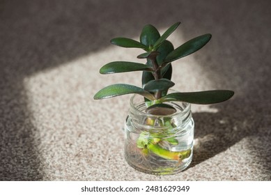 Succulent cutting sites in small glass jar filled with water, showcasing root growth and propagation process. Sprig of green houseplant in jar in sunlight. - Powered by Shutterstock