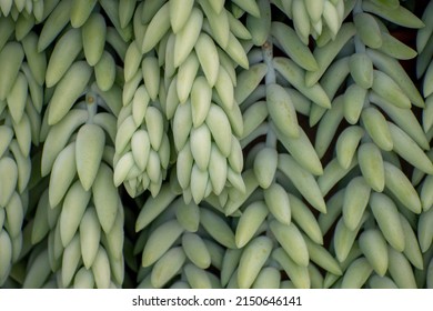 Succulent The Donkey Tail Or Burro's Tail