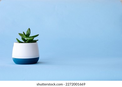 Succulent echeveria. Echeveria in a decorative blue-white pot. Echeveria in a pot on a blue background. - Powered by Shutterstock