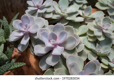 A succulent Echeveria dusty rose, many large plants in terracotta pots in greenhouses.