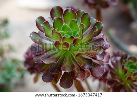 Similar – Image, Stock Photo closeup Echeverie Garden